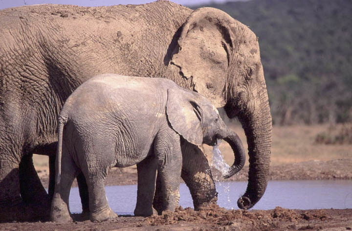 sa_elephant_4.jpg></td>
        <td width=