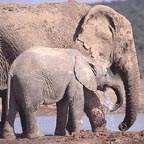 sa_elephant_4_small.jpg (12363 bytes)