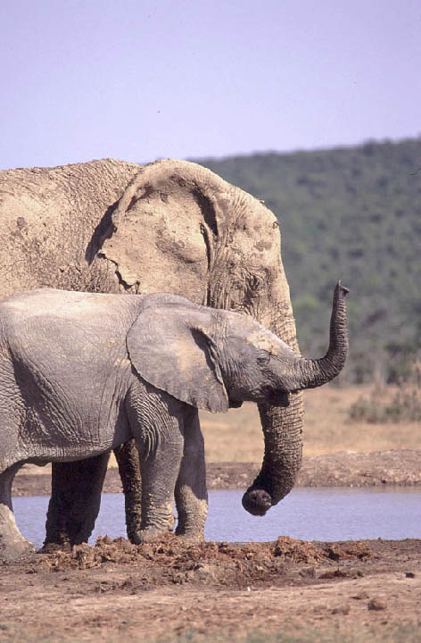 sa_elephant_6.jpg></td>
        <td width=