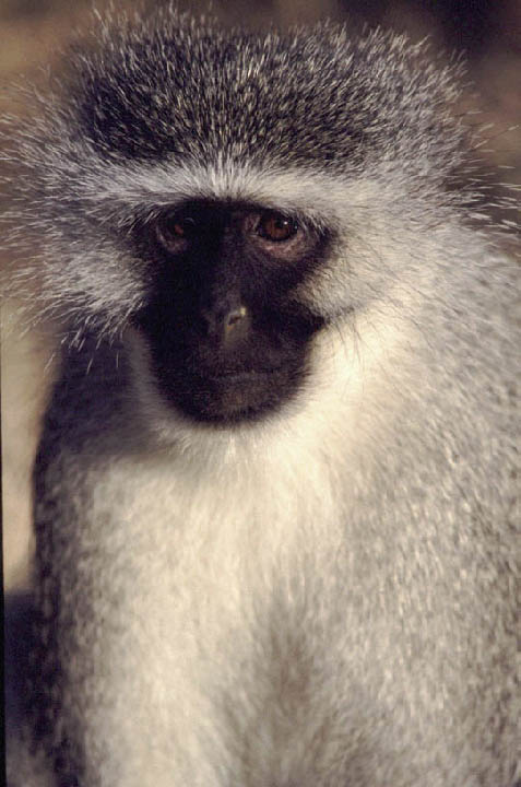 sa_monkey_1.jpg></td>
        <td width=