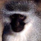 sa_monkey_1_small.jpg (9593 bytes)