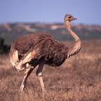 sa_ostrich_1_small.jpg (15990 bytes)