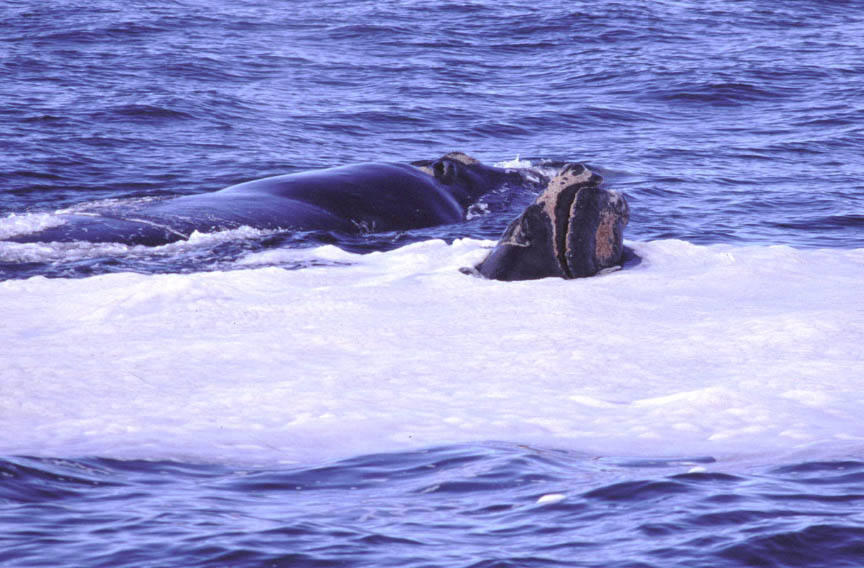 Right Whale at Hermanus