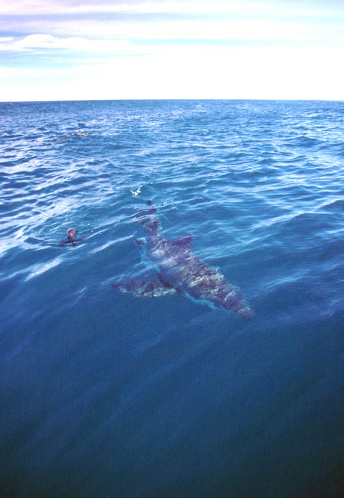 Great white shark at dyer Island