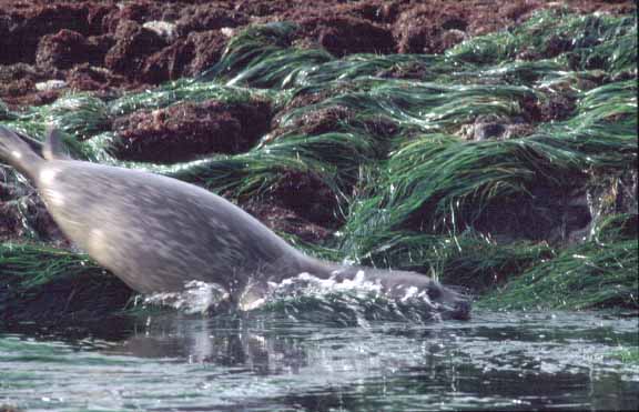 La Jolla Seals (42768 bytes)