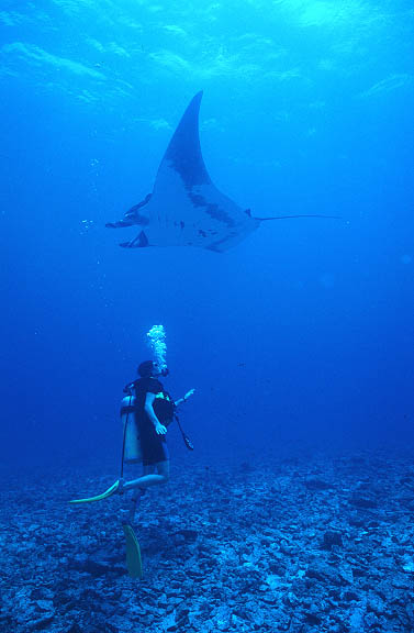 uw_baja_manta2.jpg (37510 bytes)