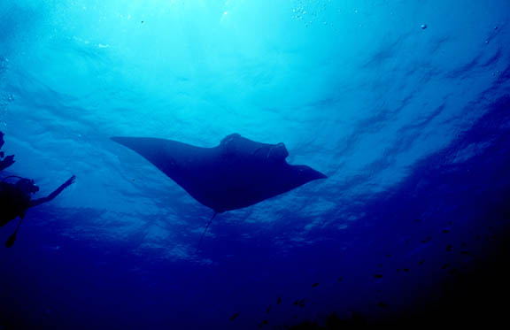 uw_baja_manta6.jpg (20949 bytes)