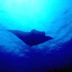 uw_baja_manta6_small.jpg (6047 bytes)