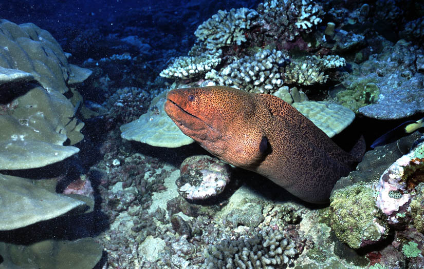 tahiti_moray_1