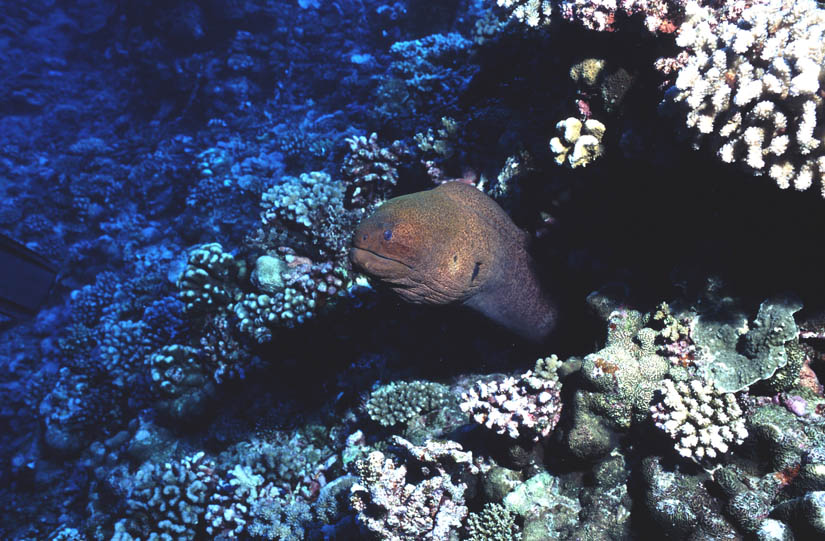 tahiti_moray_2