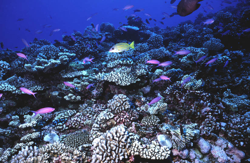 tahiti_reef_3