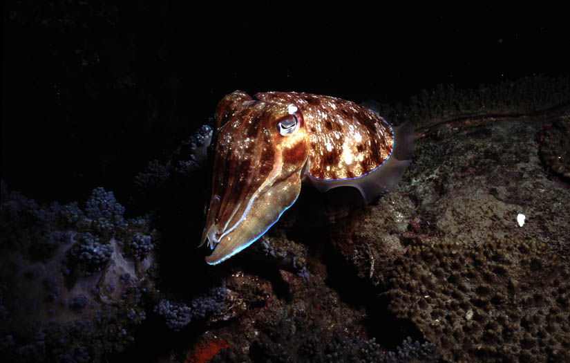 cuttlefish