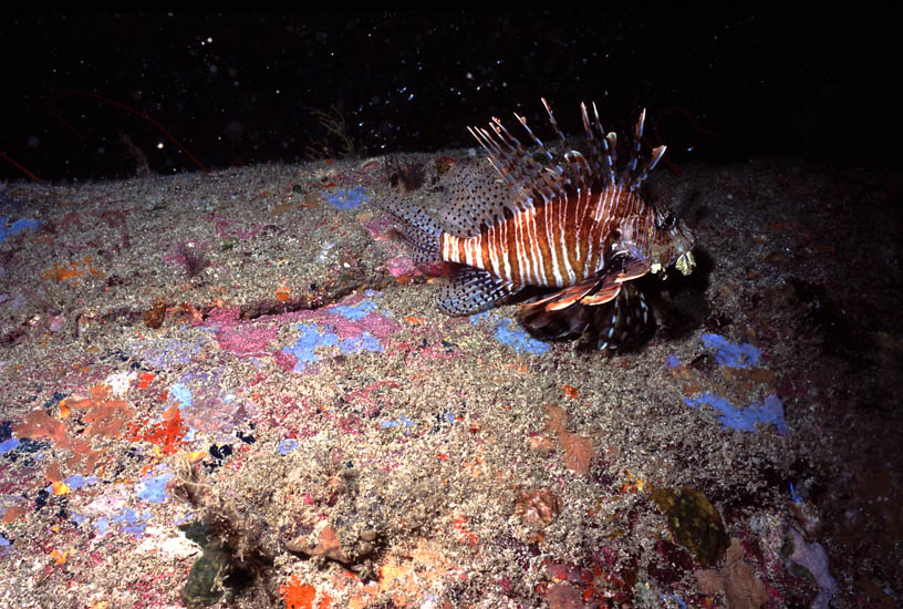 lionfish2